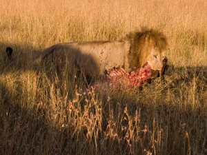 lionwithkill